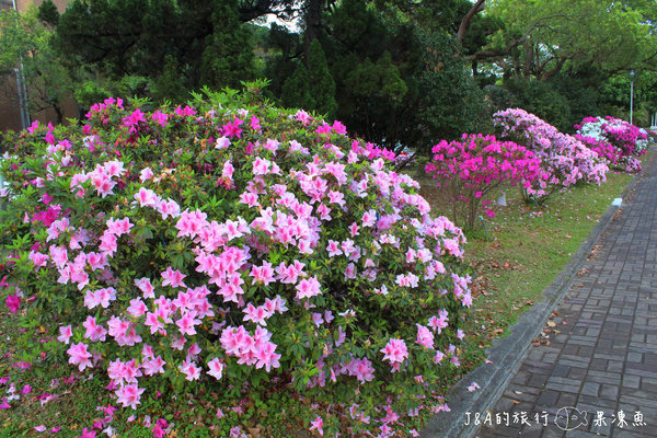 【捷運公館】台大杜鵑花節–欣賞杜鵑花不用上山,在市區就看的到囉! @J&A的旅行 【捷運公館】台大杜鵑花節–欣賞杜鵑花不用上山,在市區就看的到囉!